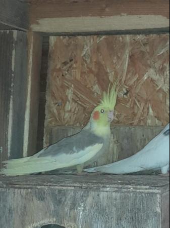 Image 4 of breeding pair of cockatiels, white faced male
