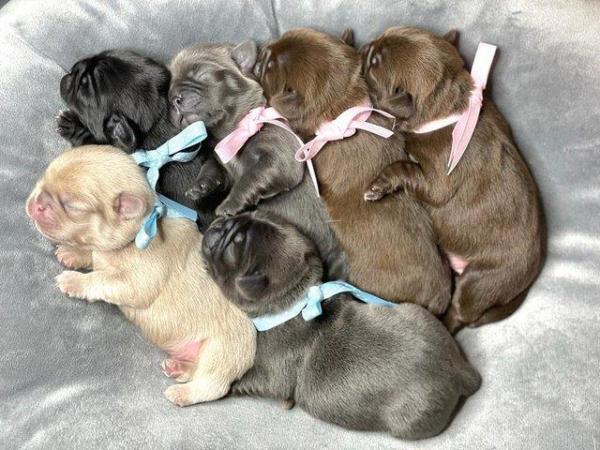 Image 4 of Kc pug puppies ( rare chocolate and blues )