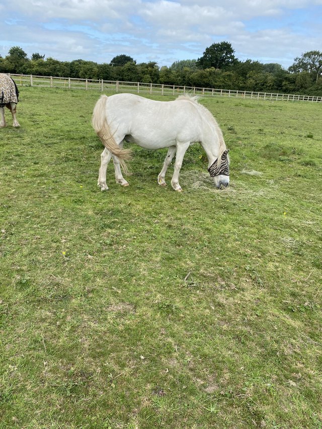 Preview of the first image of 13hh companion pony for sale.