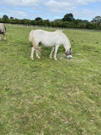 Image 1 of 13hh companion pony for sale