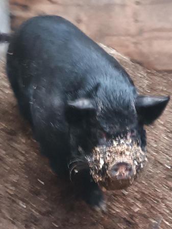 Image 1 of Kune Kune cross 'micro' pigs for sale
