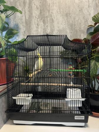 Image 6 of Male Lutino cockatiel with cage