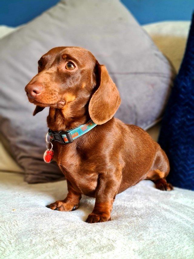 Preview of the first image of Health Tested Chocolate & Tan Miniature Dachshund.
