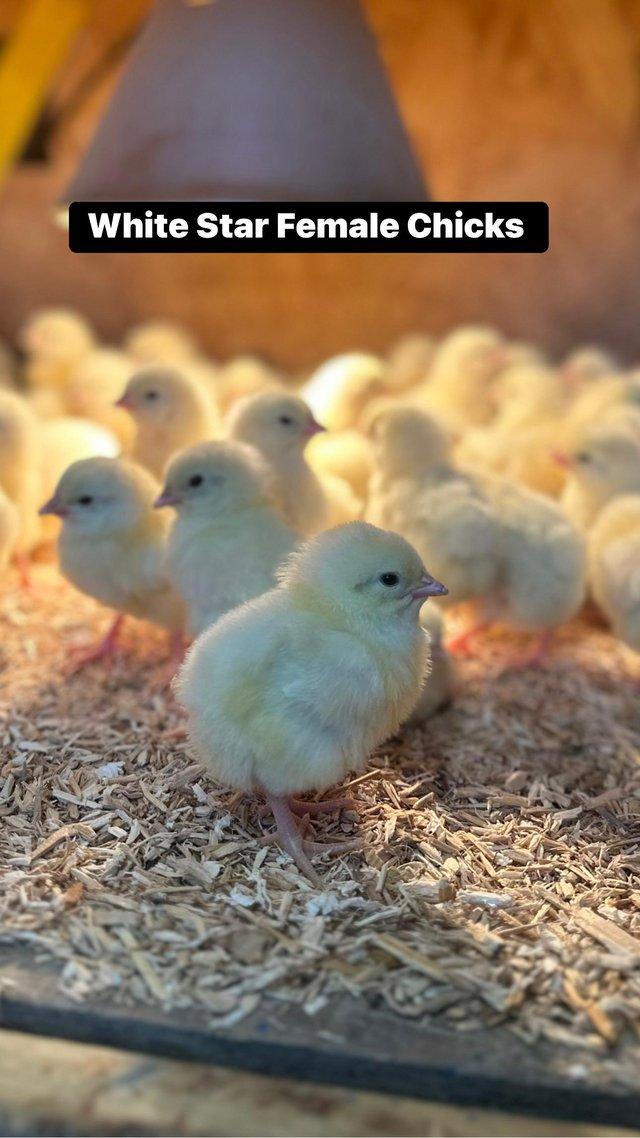 Preview of the first image of Chicks and Ducklings in a range of breeds.