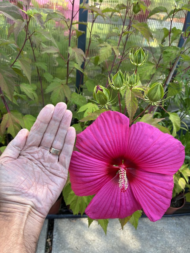 Hardy Marsh Hibiscus for sale — Garden & Outdoor in Romford