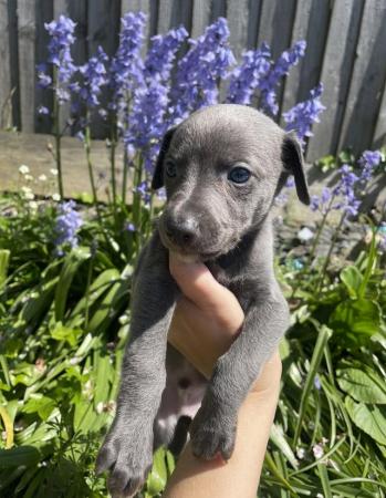 Image 1 of Champion KC registered whippet puppies