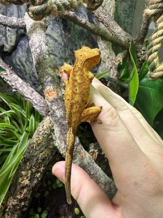 Image 2 of Crested Gecko Morphs at Riverview Reptiles