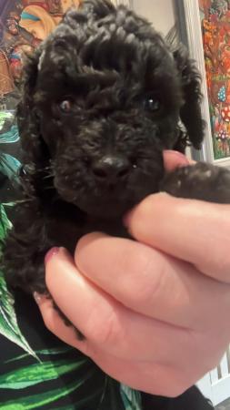 Image 7 of LAST KC REG Stunning Black True to size Toy Poodle puppies