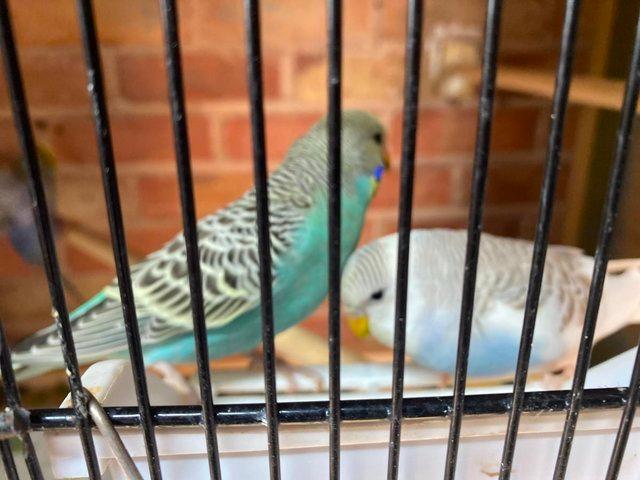 Preview of the first image of Wanted for new aviary, any unwanted budgies..