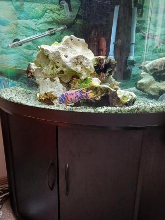 Image 4 of Tropical fish and jewel trigon Corner tank