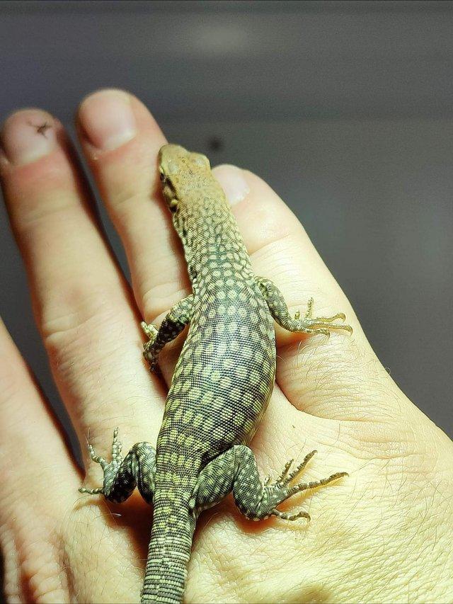 Preview of the first image of Varanus tristis tristis - dwarf monitor lizards.