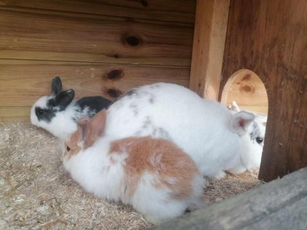 Image 3 of Mini Lops Rabbits for sale