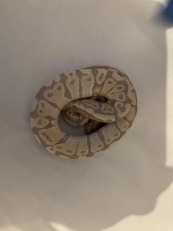Image 4 of Adult Ball pythons,banana,albino,clown,black pastel etc