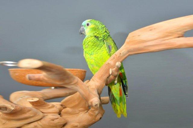 Image 5 of Baby Blue Fronted Amazon Talking Parrot,19