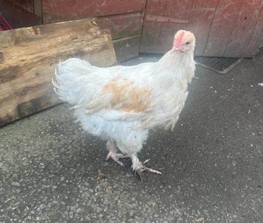 Image 3 of Shame Hens Wanted urgently
