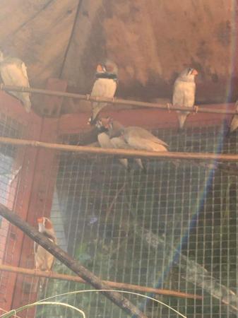 Image 5 of Zebra finches for sale ready!!!