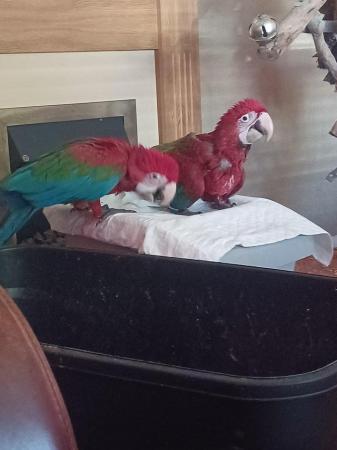 Image 5 of Handreared silly tame Greenwing Macaw chicks