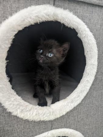Image 5 of Gorgeous kittens available now
