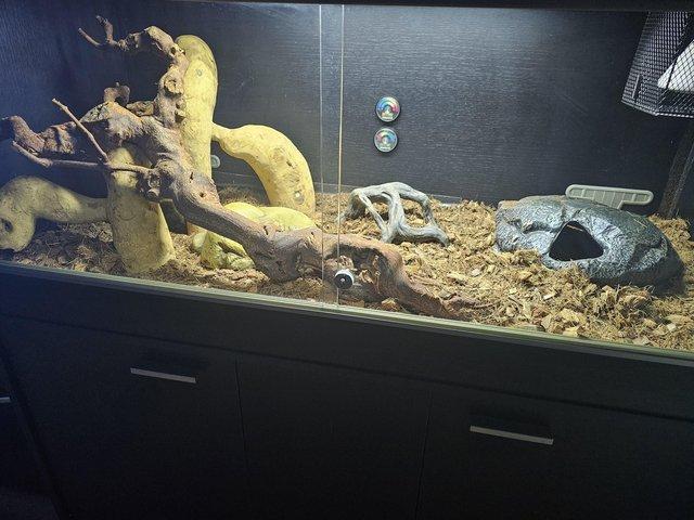 Preview of the first image of Female Ball Python (Fire yellow belly) with complete setup..