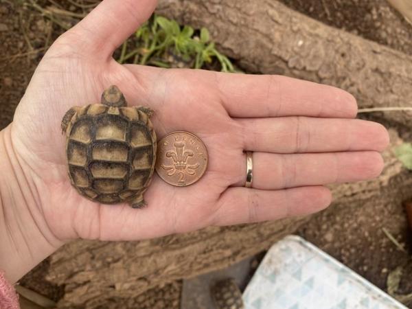 Image 3 of Marginated tortoise 2024 hatchlings for sale