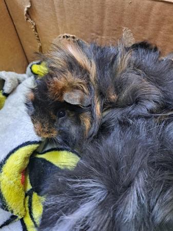 Image 2 of Pair of Baby Male Guinea Pigs For Sale