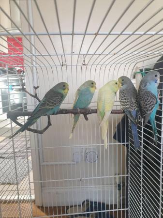 Image 2 of Baby budgies available now