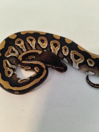 Image 3 of Phantom ball python royal python female