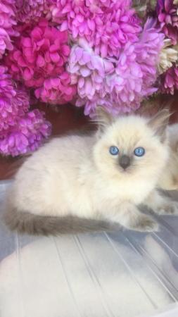 Image 7 of Regis insured fully vaccinated pure Ragdoll kittens £550