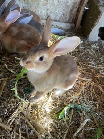 Image 13 of Adorable, friendly Standard Rex rabbit babies