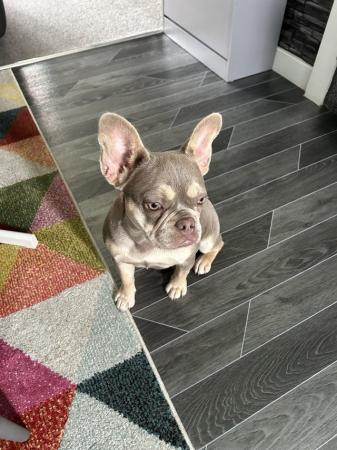 Image 2 of 7months girl french bulldog