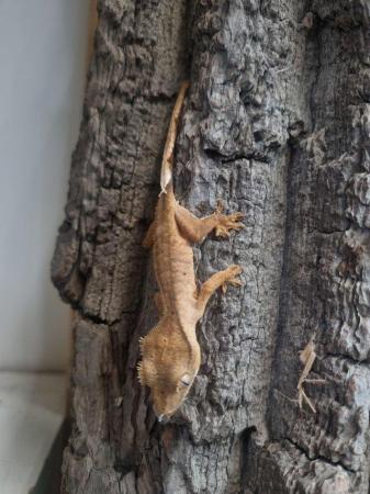 Image 5 of Handsome Crested Gecko Available at Affordable Price
