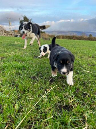 Image 13 of Beautiful Border Collie Puppies -
