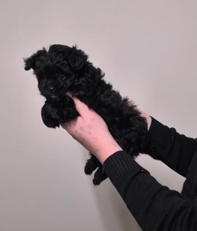 Merle & black POMAPOO puppies. Ready to reserve. for sale in Cheshire, England - Image 1