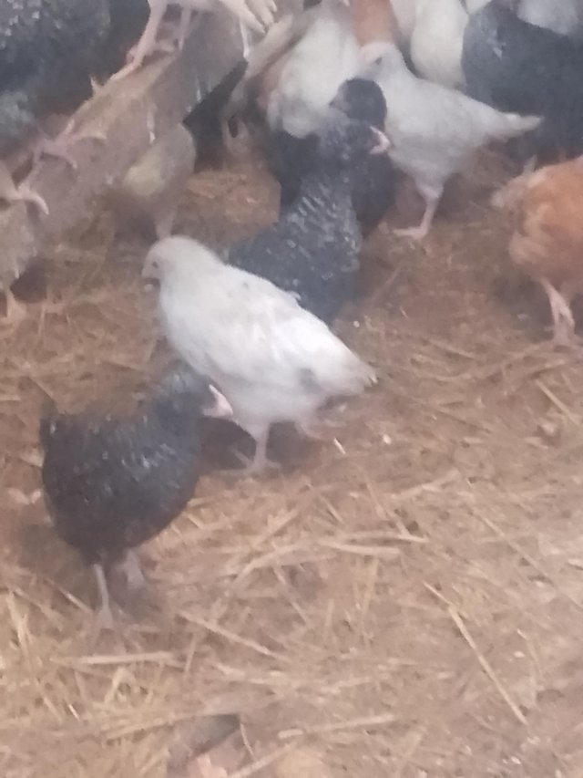 Preview of the first image of Pullets for sale various breeds.