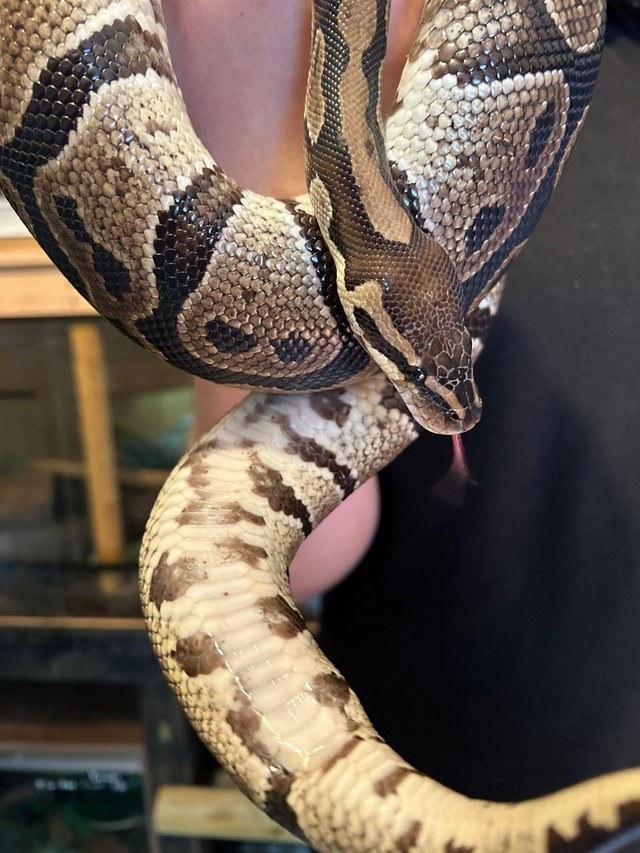 Preview of the first image of Female Royal Python for sale.