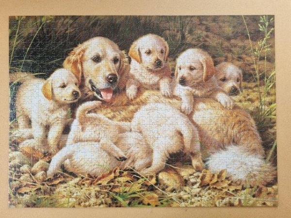 Image 3 of 1000 piece jigsaw called GOLDEN RETRIEVERS by Jumbo PUZZLES