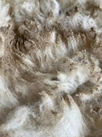 Image 2 of Lovely soft white shetland raw fleece.