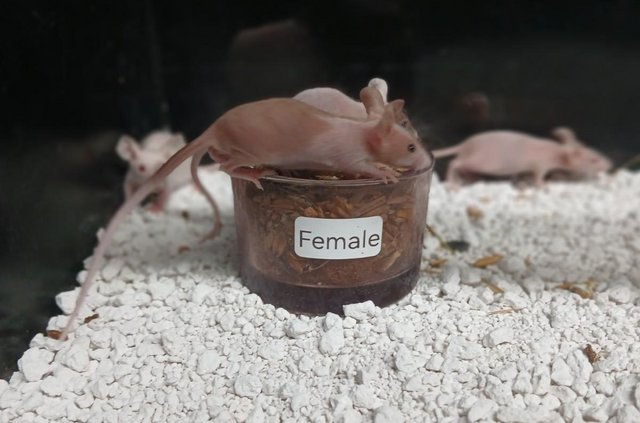 Image 10 of Naked Mice , Males and Females