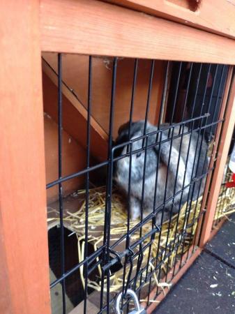 Image 2 of 12 month old male rabbit and hutch