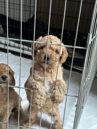 Image 19 of Red, apricot and black cockapoo pups (2 female / 3 male left