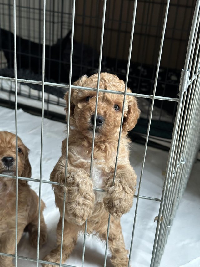 Preview of the first image of F1b Toy Cockapoo puppies ready in JULY.