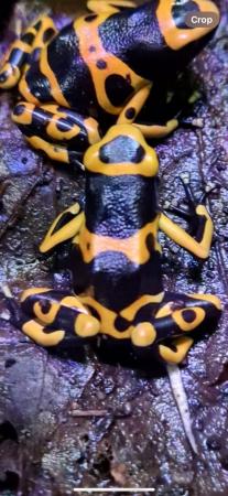 Image 6 of banded bumblebee dart frogs.
