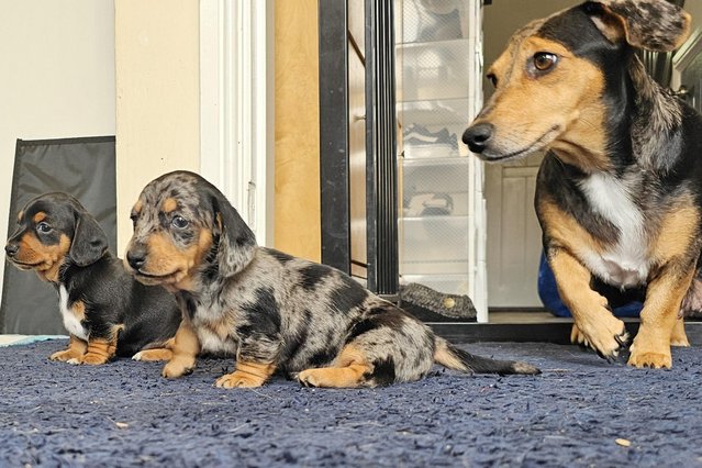 Image 8 of Stunning miniature dachshund dapple girls available
