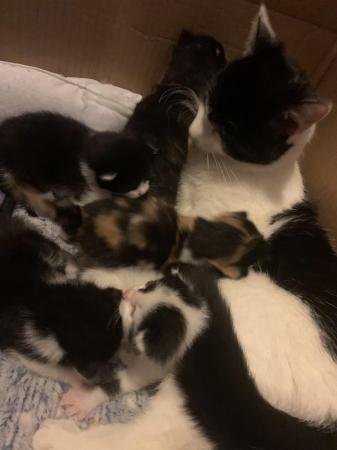 Image 4 of 4 beautiful kittens adopt
