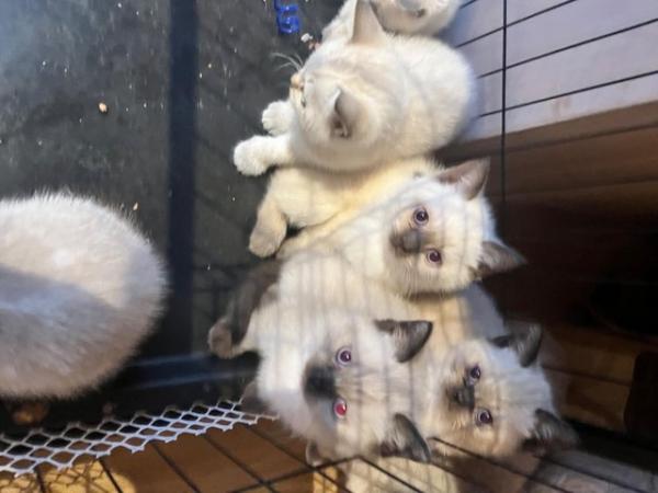 Image 4 of British Shorthair colourpoint kittens READY NOW