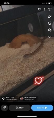 Image 2 of Corn snake and viv (unsure on the sex of snake )