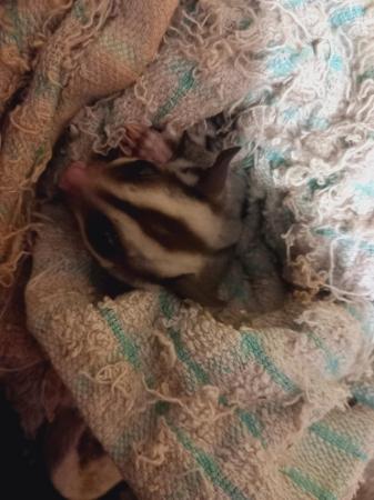 Image 13 of 2 WHITE FACED SUGAR GLIDERS