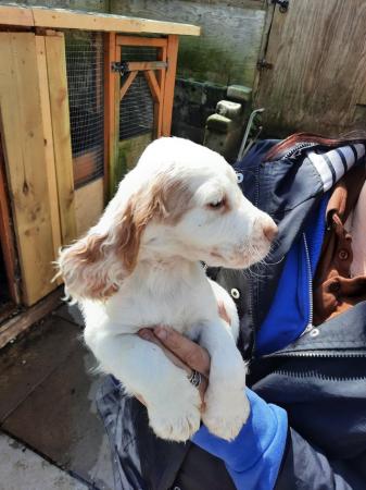Image 10 of Working cocker spaniel puppies for sale