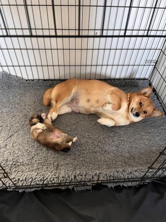 Image 4 of Shiba Inu X puppy for sale