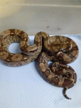 Image 8 of sonoran dwarf boas for sale lovely snakes
